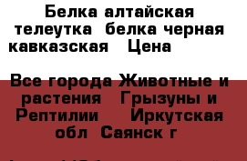 Белка алтайская телеутка, белка черная кавказская › Цена ­ 5 000 - Все города Животные и растения » Грызуны и Рептилии   . Иркутская обл.,Саянск г.